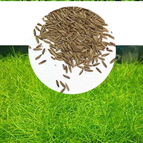 Gigicloud Aquarium Plant Seeds, Easy to Grow Aquatic Plant Seeds, Fast Growing Aquarium Carpet Seeds - Creates a Natural Ecosystem for Your Fish Small Eleocharis acicularis - Thumbnail 6