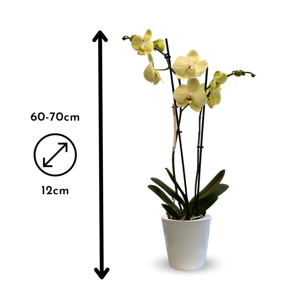 Attitude Jardin Orchidée jaune double branche Phalaenopsis 60-70 cm ⌀ 12 cm cache pot céramique blanc