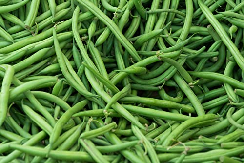 Burpee Stringless Green Bean Seeds For Planting, 50+ Heirloom Seeds Per Packet, (Isla's Garden Seeds), Non Gmo Seeds, Botanical Name: Phaseolus Vulgaris, 85% Germination Rates, Great Home Garden Gift #TOP2