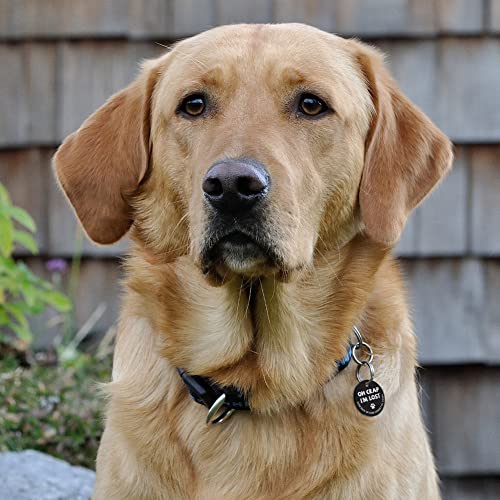 Myluckytag Stainless Steel Qr Code Pet Id Tags Dog Tags - Pet Online Profile - Scan Qr Receive Instant Pet Location Alert Email #TOP2