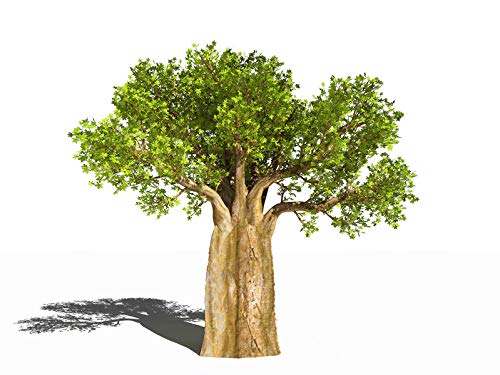 Bonsai-Samen für den afrikanischen Affenbrotbaum von Tropical-Seeds