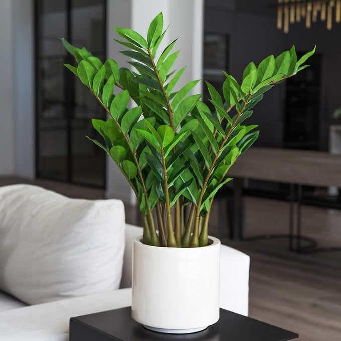 Garden Art live indoor plant (Zamia Green)