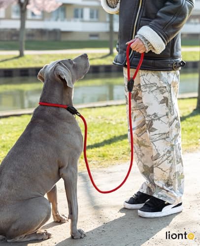 lionto Retrieverleine robust und wetterfest für Hunde Aller Größen, schnell anzulegende Hundeleine und Halsband in Einem, 170 cm, fellschonende Führleine mit integriertem Zugstopp, vegan, rot