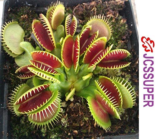 100Pcs Catchfly Potted Plant Seeds Garden Venus Fly Trap Insectivorous Plant