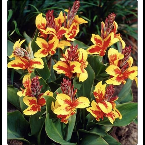 Canna Rhizome/Trockenheitsresistent und kälteresistent/pflegeleicht/-1 Rhizome-E