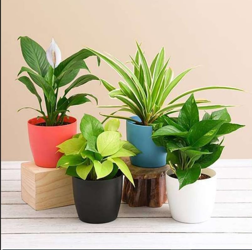 Greenursery Combo of 4 Indoor Plants For Living Room Balcony Home And Office Decoration Set of 4 Decor Plant Combo Live Plant with Beautiful Color Pots (Pack Of 4 Indoor Plants) (B0D3BB47SS) Amazon Price History, Amazon Price Tracker