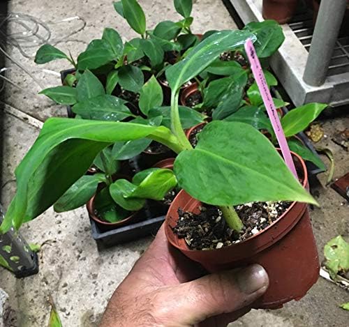 Double Mahoi Dwarf Banana Plant - Live Plant - Double Headed Dwarf Cavendish