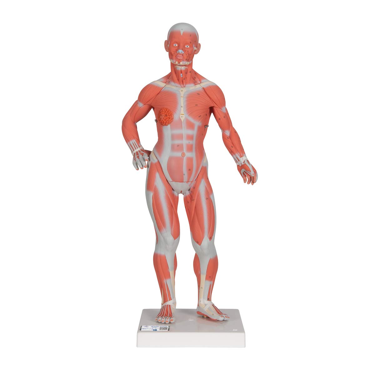 Amazon.com: 3B Scientific B59 Muscular Figure 1/3 life-size 2-part