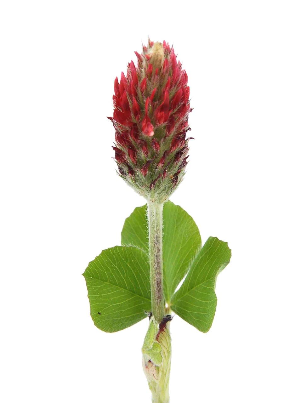 Todd's Seeds Sprouting Crimson Clover Seeds, Heirloom, Non-GMO, Chemical Free, High Germination (One Pound)