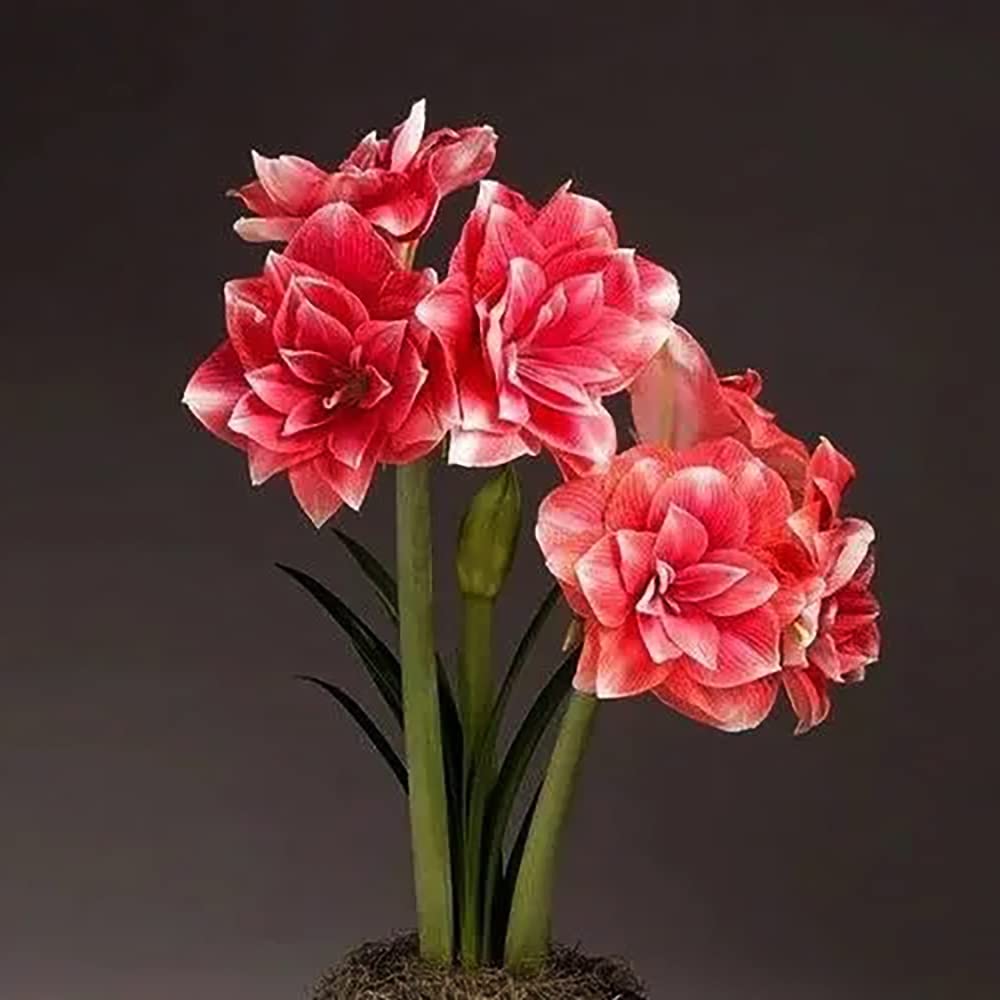 2pcs Donkerrose Amaryllisbollen Were used for planting in de Tuin opvallende Kleuren Van bigger flowers and aromatic flowers for doe het Zelf Tuin