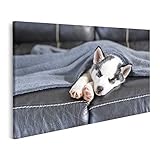 Format : 80 x 40 cm Image sur toile Petit chien blanc chiot race sibérien Husky beaux yeux bleus sommeil cuir canapé chiens photographie pour salon chambre cuisine maison bureau murale GJKF-1Kx