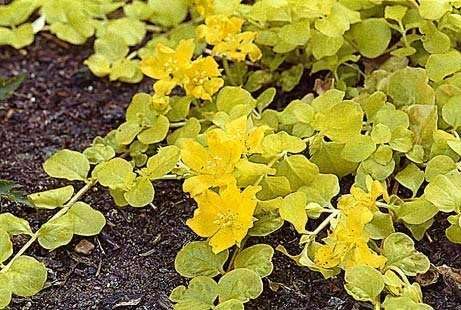 Lincsplants - Lysimachia nummularia Aurea-3 / 1Ltr Bareroot
