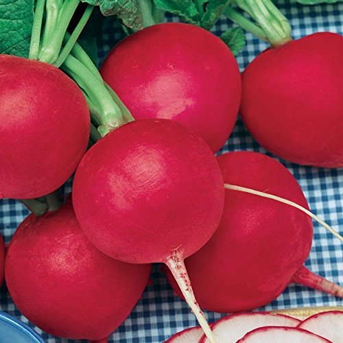 30 semi Deutsch Riesiges Rettich lordo Rund marciume croccante Frische Erbstück 29 Tage