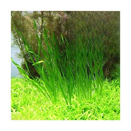 スクリューバリスネリア セット