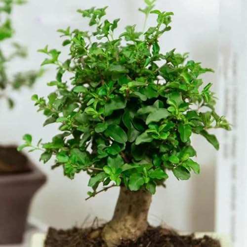 seto de aligustre de seto aligustre balcón, perennes resistentes bonsái interior exóticas semillas jardín del balcón cama elevada jardín reverdecimiento 150pcs