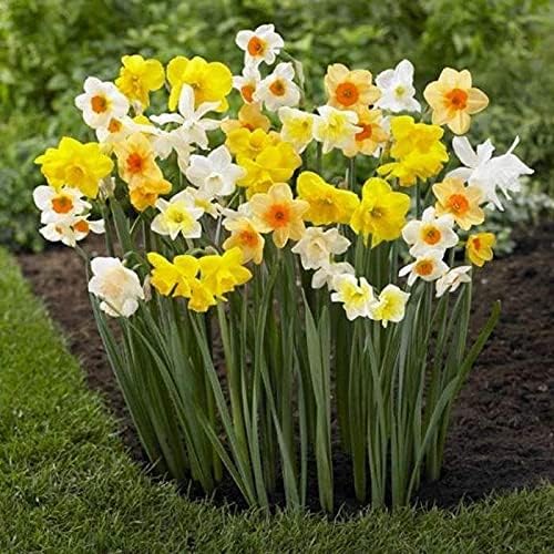 Mezcla de narcisos 10 - Mezcla gigante grande de narciso - Se envía desde Iowa, EE. UU