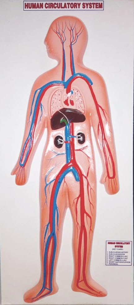 HUMAN CIRCULATORY SYSTEM