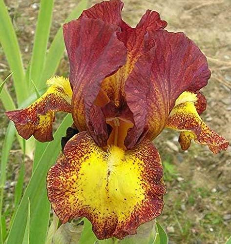 Red Hot Chili Bearded Iris, Red Flowering Plant, Root Start, Rhizome, Bulb, Simply Beautiful Flowering Perennial