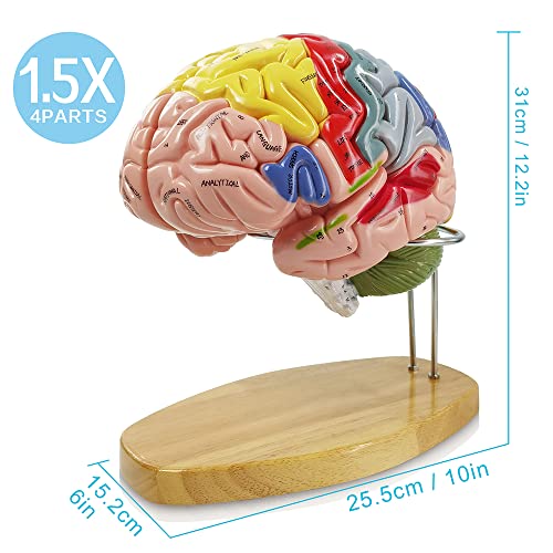 1.5 Mal Lebensgröße Anatomie Menschliches Gehirnmodell für Neurowissenschaften Lehre, Wissenschaft Klassenzimmer Studie Display Medizinisches Modell, 9 Farben Etiketten, um Gehirn zu identifizieren