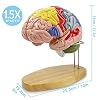2025 New Human Brain Model for Neuroscience Teaching with Labels 1.5 Times Life Size Anatomy Model for Learning Science Classroom Study Display Medical Model,9 Colors to Identify Brain Functions
