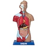 Carolina® Human Micro Sexless Torso Model