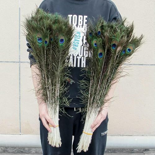 Natural Peacock Feathers (20 Pieces, 60-70 cm) for Crafts Natural Peacock Feathers (20 Pieces, 60-70 cm) for Crafts