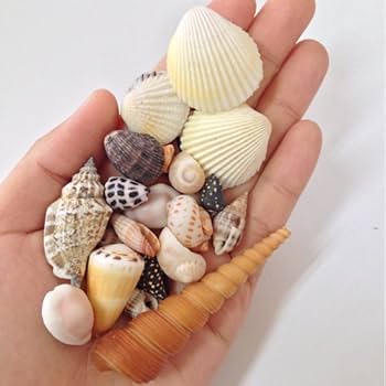 貝殻セット 約20cm〜25cm 51esy6O-jfL._UF350,350_QL80_.jpg