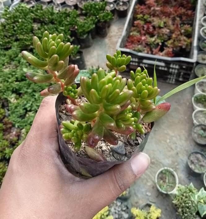 Sedum Rubrotinctum (Jelly Beans) Succulent Plant (B0C9T9TYNH) Amazon Price History, Amazon Price Tracker