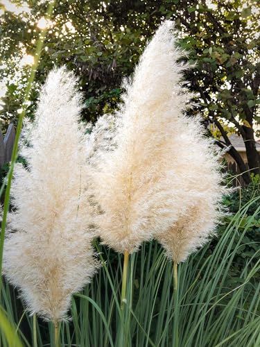 Approx 520 Seeds Cortaderia selloana Pampas Grass White Plume – Tall Ornamental Grass, Drought Tolerant, Striking Borders
