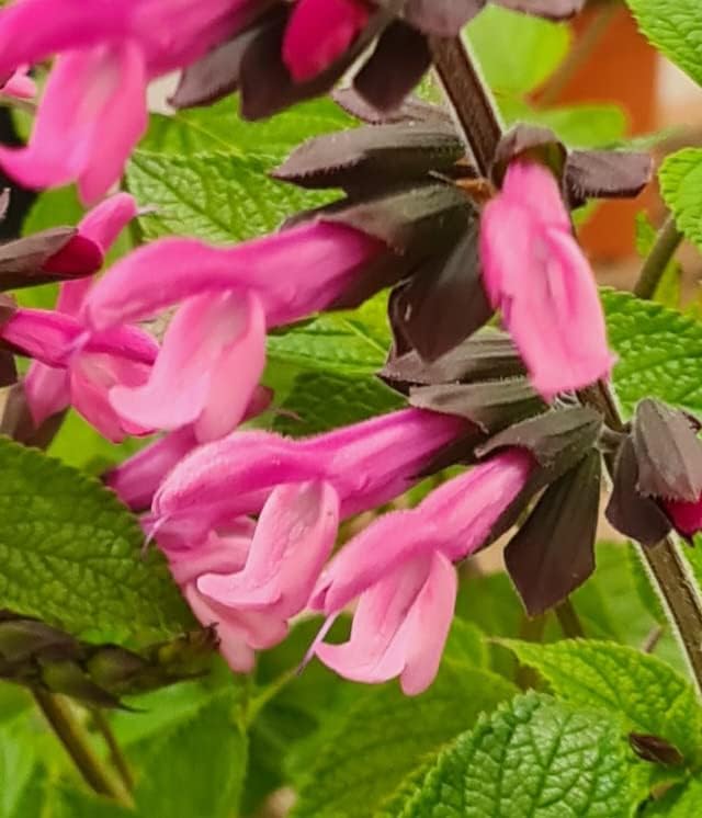 Thyme Creeping Lemon evergreen herb plant aromatic leaves pinkmauve