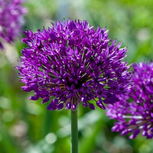 5 Bulbos de Allium ‘Purple Sensation’ | Ajos ornamentales | 12/+ cm de circunferencia | Bulbos de los mejores productores holandeses | Selección exclusiva y control de calidad | Floración garantizada.