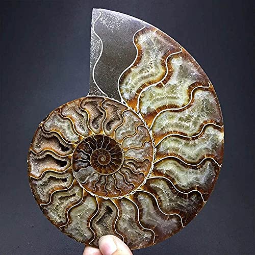 Image of Natural Beautiful Ammonite Fossil Conch Specimen Collectibles Home Decor Gifts Ornament (5-6in /300g-400g)
