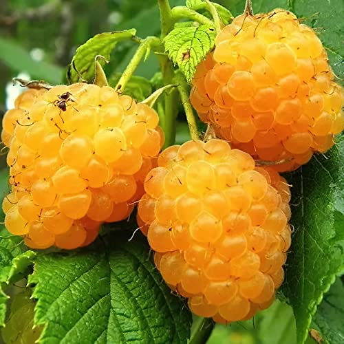 Aoura 2000Pcs Golden Raspberry Seeds For Planting Sweet Yellow Berry Seeds Non-Gmo Fruit Seeds For Home Garden Easy To Grow #TOP2