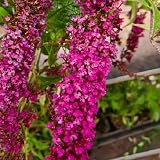 Sommerflieder Buddleja Royal Red - Duftend und Winterhart - Buddleia | 1,5 Liter Topf