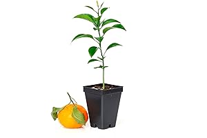 Satsuma Mandarin Tree - XL: Citrus unshiu.