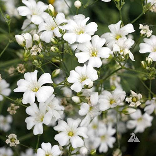 Amazon.com : Outsidepride Gypsophila White Baby's Breath Seeds - 1