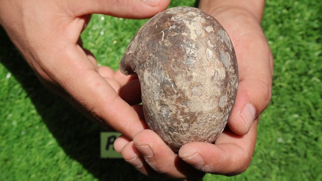 Image of Ammonite Fagesia Ammonite Fossil Rare Ammonite Fossil Natural Fossil from Morocco A28