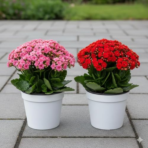 Special Variety live Hybrid Red And Pink kalanchoe flower plant || Outdoor Plant For Home Garden || Kalanchoe blossfeldiana (pack of 2)