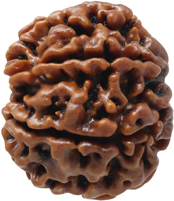 CHAKRADHARI 07 Face Rudraksha of Nepal Mantra Siddha for Men and Women for Wealth