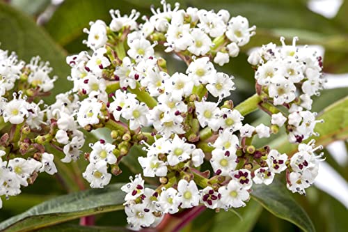 Viburnum davidii 40–60 cm – Winterhart, Immergrün, Pflegeleicht – David-Schneeball – Heckenpflanze für Garten & Sichtschutz