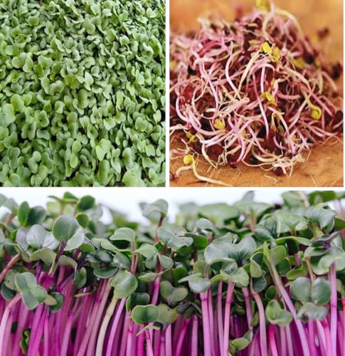 Organic Radish Seeds1 000+ Sprouts Microgreens