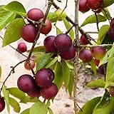 4 plantes de CAMU CAMU MYRCIAIR DUBIA, pot avec 4 plantes de 10 cm