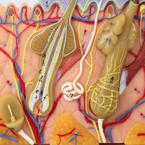 Image of 35X Magnified Skin Anatomy Model with Base - Perfect for Education & Medical Learning