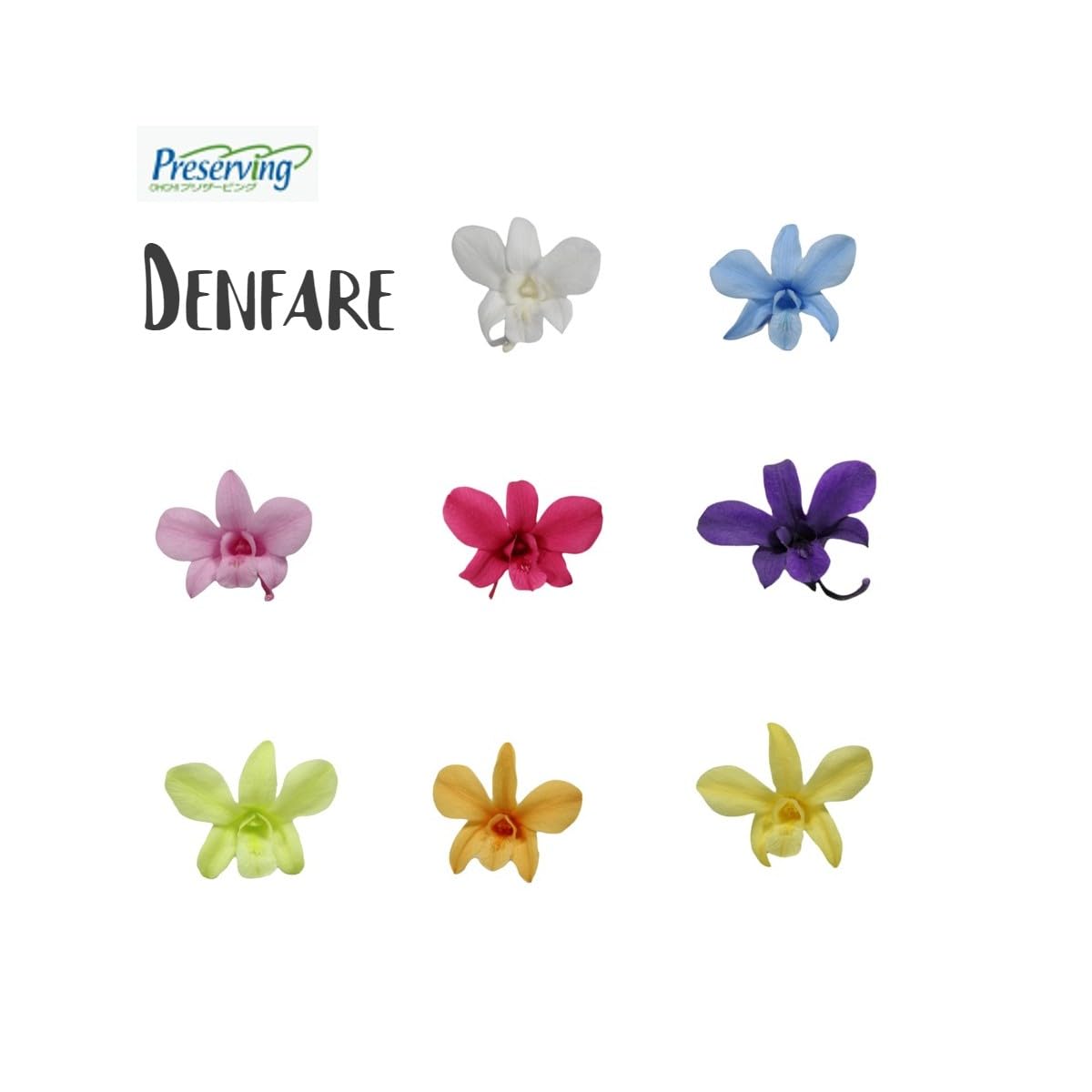 Amazon | 大地農園！ プリザーブドフラワー 「デンファレ カラーを