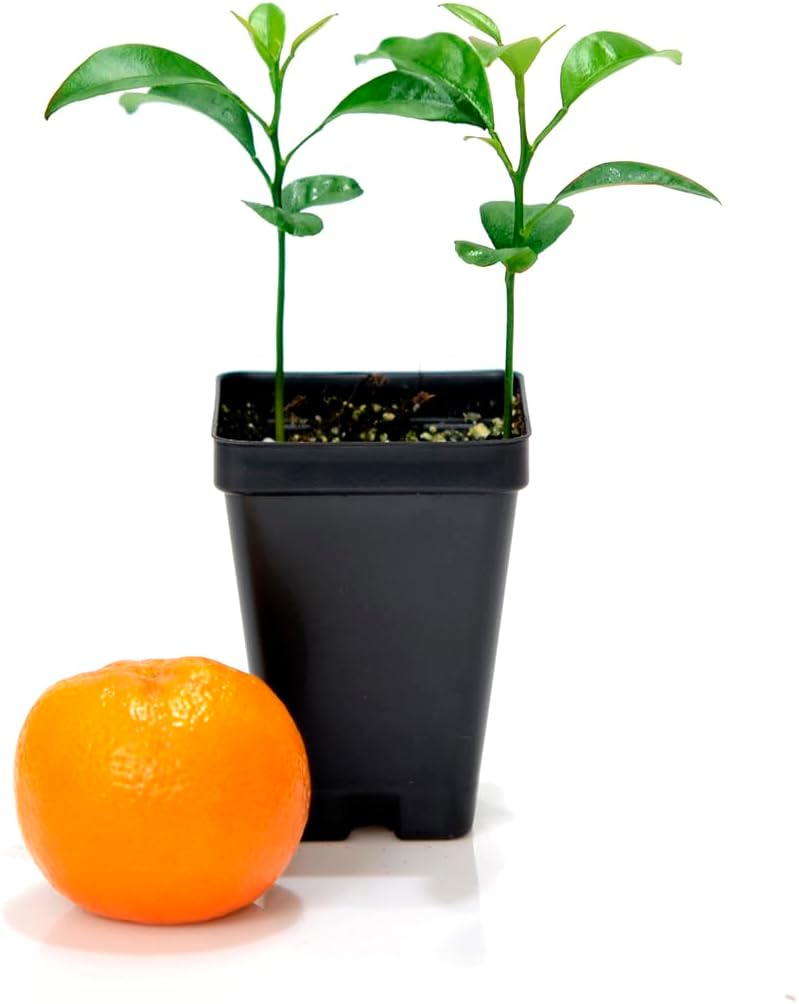 Satsuma Mandarin Tree - Pot of 2 Starter Plants. Citrus unshiu. 3'' - 5'', Orange