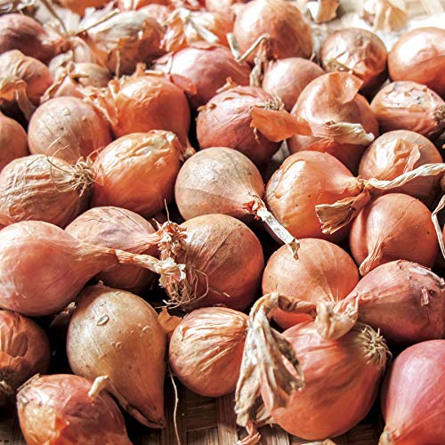 (Cultiva tu propia ambición) Chalotes rojos 100,200, 400 semillas''Heirloom Non-GMO''