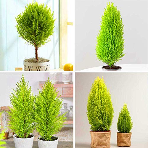 20pcs Mini Cypress Cupressus Sempervirens Tree Species Popular Hadi Plant |  Desertcart Fiji