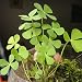 Lucky Grass Plants Seeds 10g Aproximadamente 5500+ Semillas de trébol de cuatro...