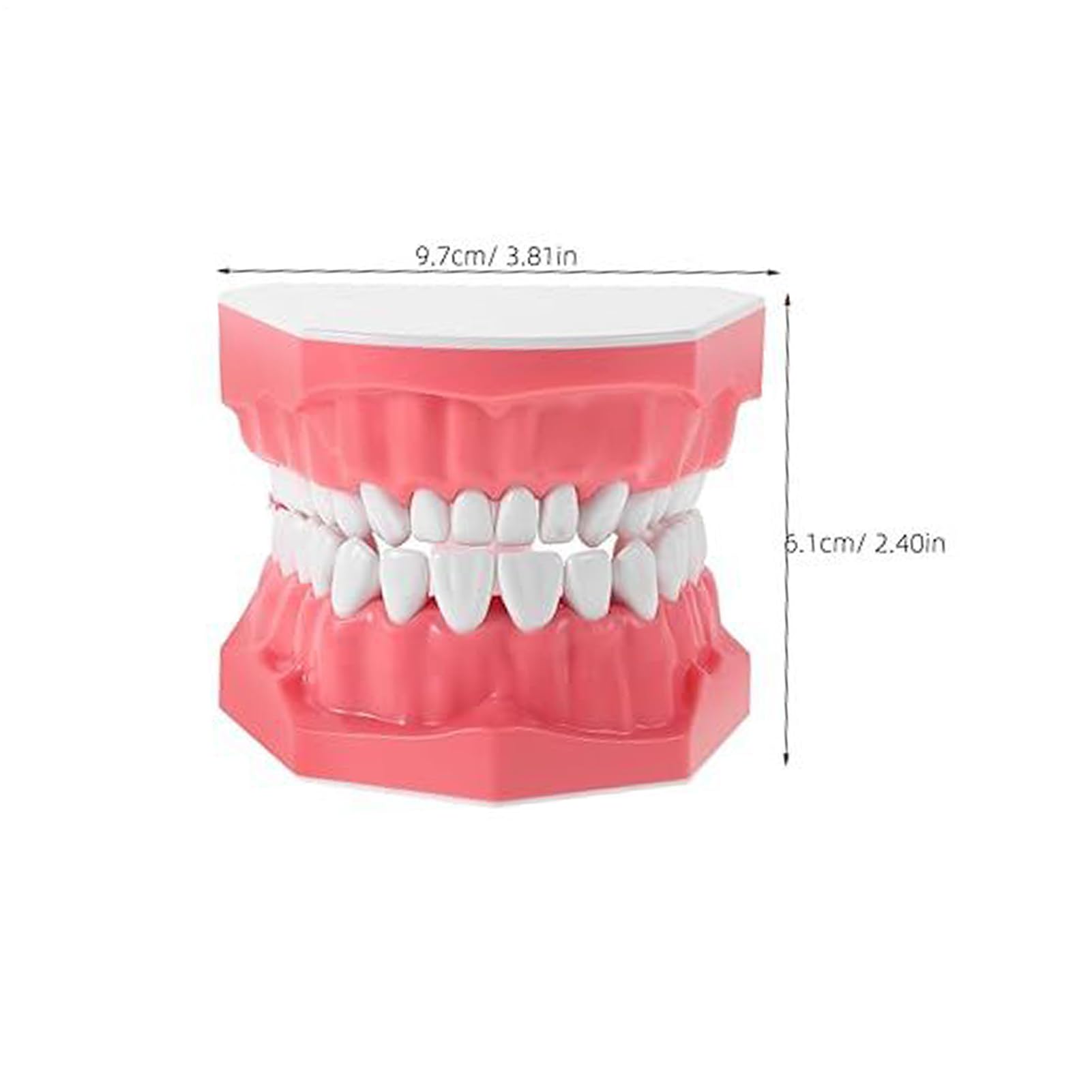 Modelo de dientes - Herramienta de educación de dentales con pincel | Modelo de grande, ideal para capacitación, incluye ayuda para la enseñanza para adolescentes jóvenes amigos de la familia niñ