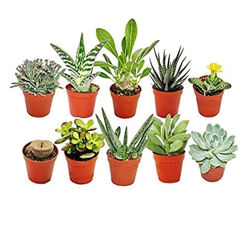 Pack de 10 Mini Plantas Suculentas Naturales - Maceta de 5cm -